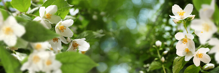Fototapeta premium Beautiful white flowers of jasmine plant outdoors on sunny day, banner design. Bokeh effect