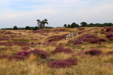 Blue sky with beautiful clouds, dry glass, purple bushes, trees on horizon. European landscape photo. 