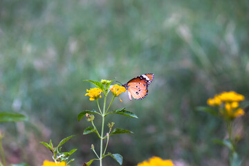 Beautiful  Image of plain tiger butterfly on the flower plants during springtime
