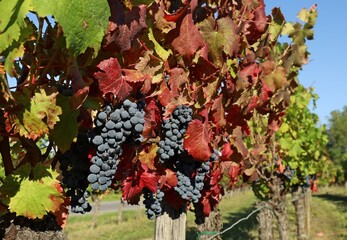 Ripe Refosco grapes hanging on a vine with red leaves of the autumnal season . It is a dark skinned...
