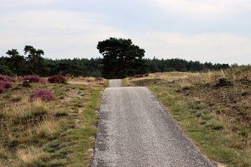 Fototapeta na wymiar Empty town road, cloudy sky, dry yellow grass, trees and heather flowers. Nature of Europe. 