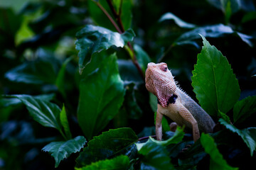 The oriental garden lizard, eastern garden lizard, bloodsucker or changeable lizard (Calotes...