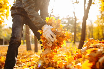 Close-up shot of a boy collecting yellowed foliage in a park or forest. Territory cleaning, autumn landscape. A male volunteer is cleaning up leaves.