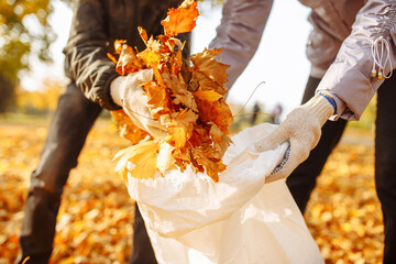 Hands collect and put the fallen leaves in a bag. A close-up shot of a collection of leaves in an autumn park. Volunteers clean the area from yellow leaves in the fall. - obrazy, fototapety, plakaty