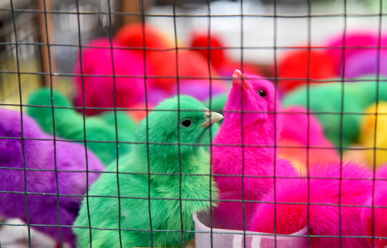 Baby chickens with colorful painted color selling on the market