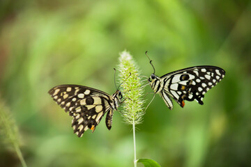Papilio butterfly or The Common Lime Butterfly resting on the flower plants in its natural habitat in a nice soft green background Papilio butterfly or common lime butterfly clap the wings on the flo