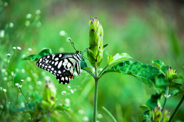 Papilio butterfly or The Common Lime Butterfly resting on the flower plants in its natural habitat in a nice soft green background Papilio butterfly or common lime butterfly clap the wings on the flo
