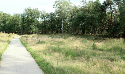 Obraz premium Empty countryside road. European nature. Summer landscape of the Netherlands. 