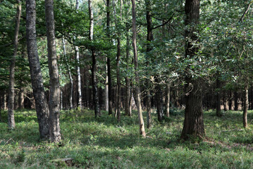Obraz premium Summer forest. Green grass, big trees. European forest. 