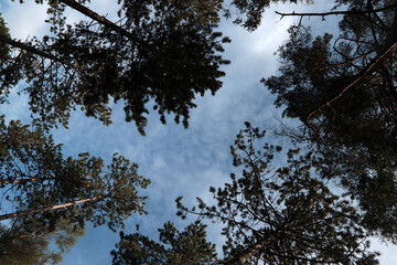 Summer forest. Green grass, big trees. European forest. 