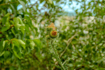 Green beautiful burdock and thistles on the roadside in August