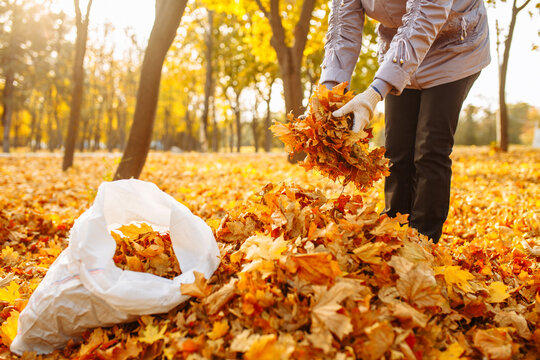 The woman puts the fallen leaves into a bag. Weekend yard work and cleanup.