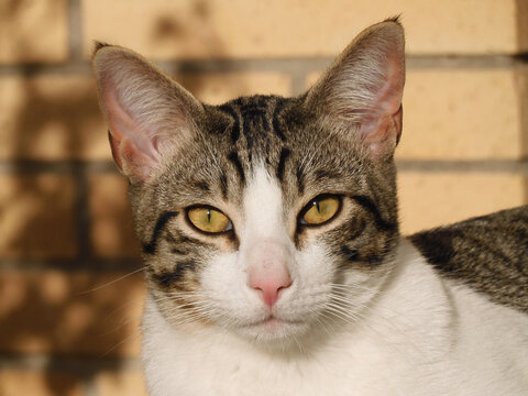Portrait of a white and gray-faced domestic cat with yellow eyes with a brick wall in the background looking at the camera