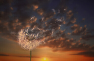 Beautiful fluffy dandelion blowball and flying seeds outdoors at sunset