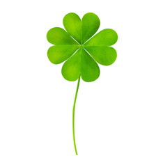 Fresh green four-leaf clover on white background