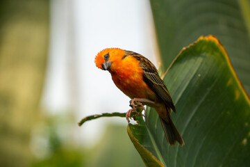 red winged macaw