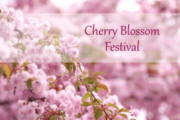 Obraz na płótnie Canvas Cherry Blossom Festival. Beautiful blossoming pink sakura tree outdoors