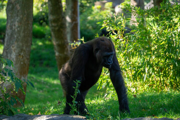Naklejka premium Gorilla