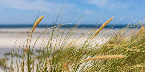 Dünenlandschaft an der Nordsee