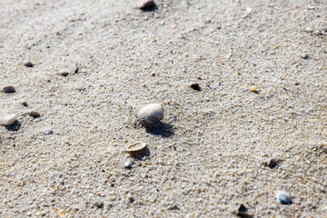 Muscheln im Sand