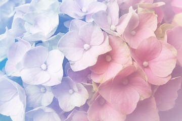 Hortensia plant with beautiful flowers, closeup. Toned in pastel colors