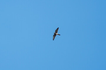 a hoby, falco subbuteo, in the air at the blue sky