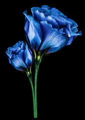 Blue  roses flowers  on black isolated background with clipping path. Closeup. For design. Nature.