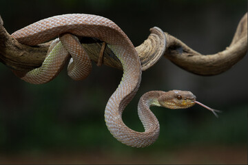 A venomous snake  as a natural predator ready to strike their prey.