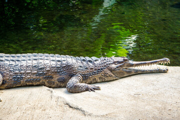 alligator in the swamp