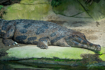 alligator