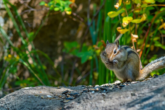 close-up, a view of the face of a chipmunk with large cheeks, sitting on a stone in the forest and eating sunflower seeds among the husks on the background of green grass