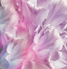 Light purple-pink  tulips. Flowers and petals on a white background. Floral background. Closeup. Nature.	