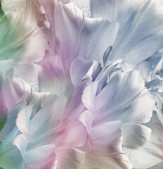 Light purple-blue  tulips. Flowers and petals on a white background. Floral background. Closeup. Nature.	
