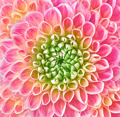 flower dahlia  pink-red. Floral background closeup. Macro