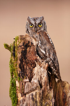 Eurasian Scops Owl On A Tree