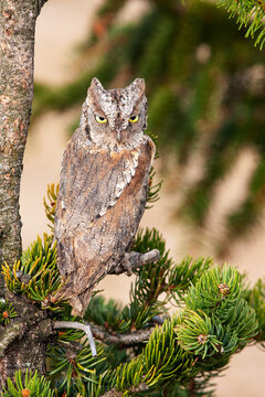 Eurasian Scops Owl On A Tree