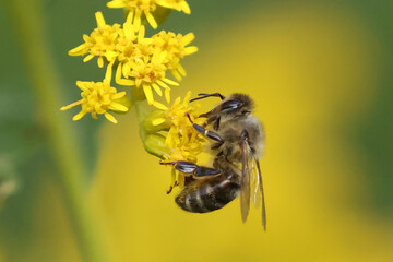 Honey bee on fall flower golden rod working to collect nectar and pollen