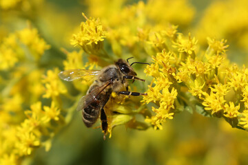 Honey bee on fall flower golden rod working to collect nectar and pollen