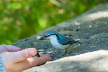 a small forest bird, a nuthatch, takes a sunflower seed from a person's hand with its beak, leaning its claw on a person's finger, standing on a stone