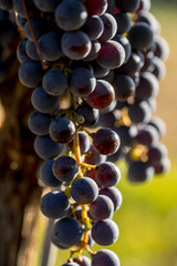 Closeup shot of red merlot grapes in a vineyard in France