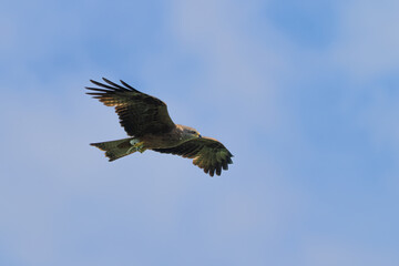 Schwarzmilan fliegt am Himmel mit einer Coronamaske in den Krallen