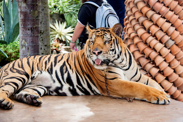 A huge tiger with a chain around its neck lies on a stone