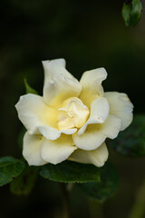 Obraz na płótnie Canvas Close-up of a yellow rose