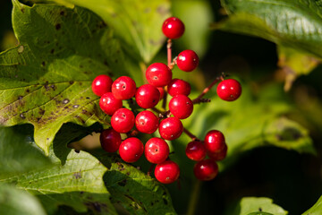 Close-up of red berries
