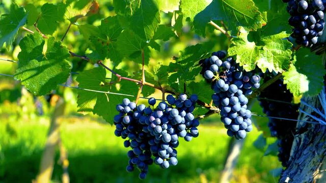 blue merlot grapes in green  vineyard