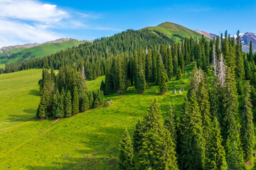 Green grassland and mountain with forest natural landscape in Nalati grassland,Xinjiang,China.Aerial view.