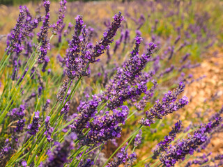 Fototapeta premium Purple lavender flowers, blooming in the blurred background, close up. Fresh violet Lavandula blossoms in the mint family Lamiaceae. Beautiful flowering, herbaceous, perennial plant. Macro photography