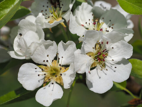 Pear blossoms, close up. Pyrus communis or European pear is fruits growing tree in the family Rosaceae, of the tribe Maleae. In spring it blooms with beautiful white flowers.