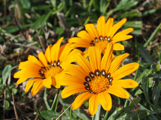 Colorful treasure Gazania Rigens blossoms, close up. Daisy-like, attractive golden yellow flowers or wild trailing Gazania, with green leaves, is ornamental flowering plant in the Asteraceae family.