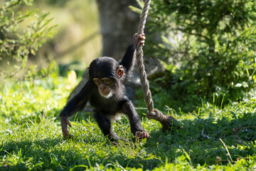 West African baby chimpanzee (Pan troglodytes verus) playing with a rope. Blurred background.